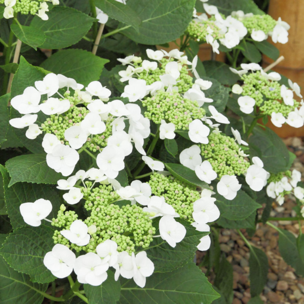 Hortensia 'Libelle'