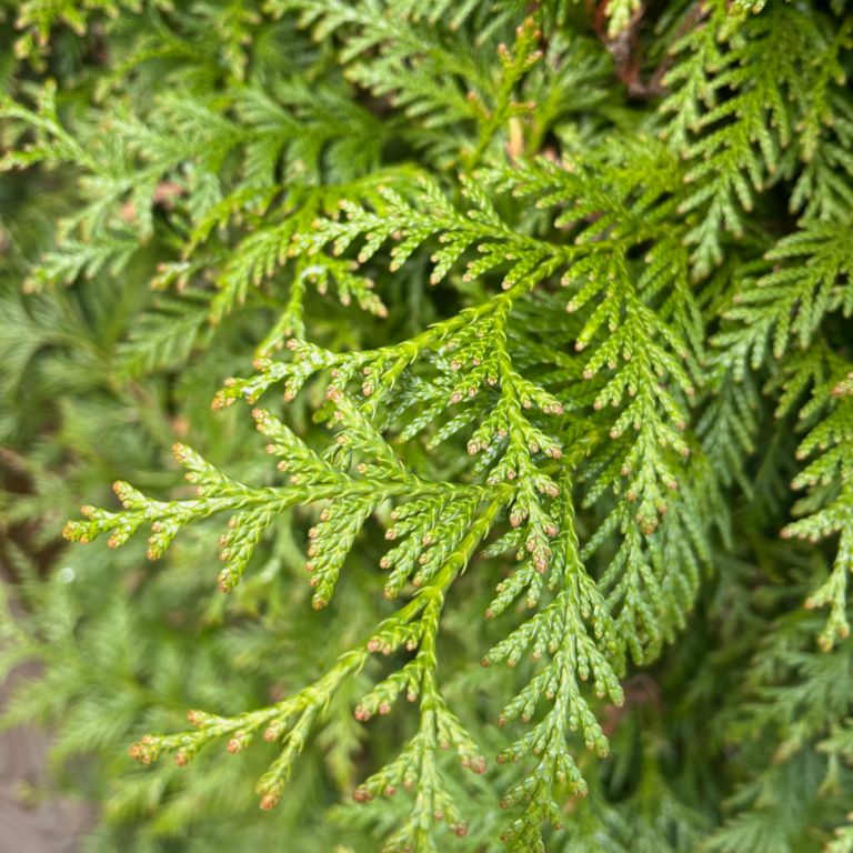 Waarom worden coniferen bruin? fleusier Bomen, Planten en Struiken