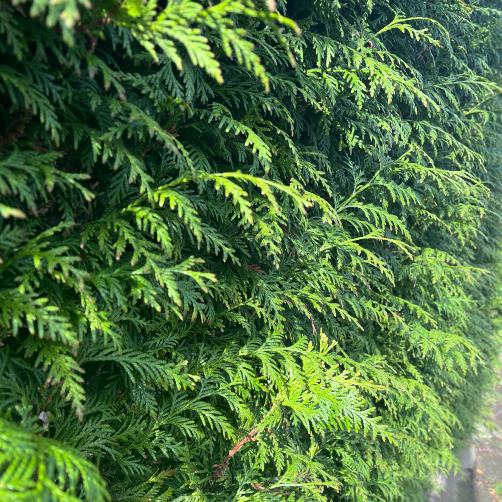 Waarom worden coniferen bruin? fleusier Bomen, Planten en Struiken
